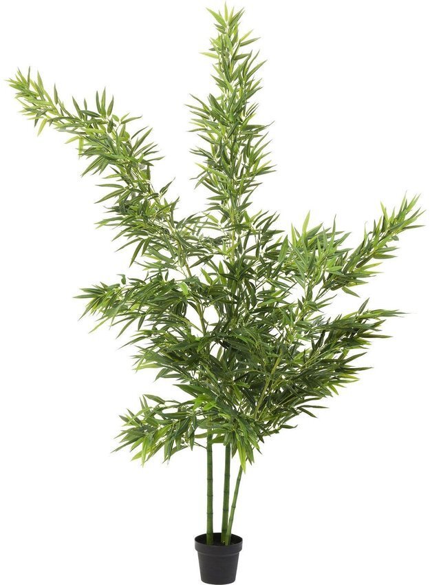 Kare Декоративна рослина BAMBOO TREE 200 см